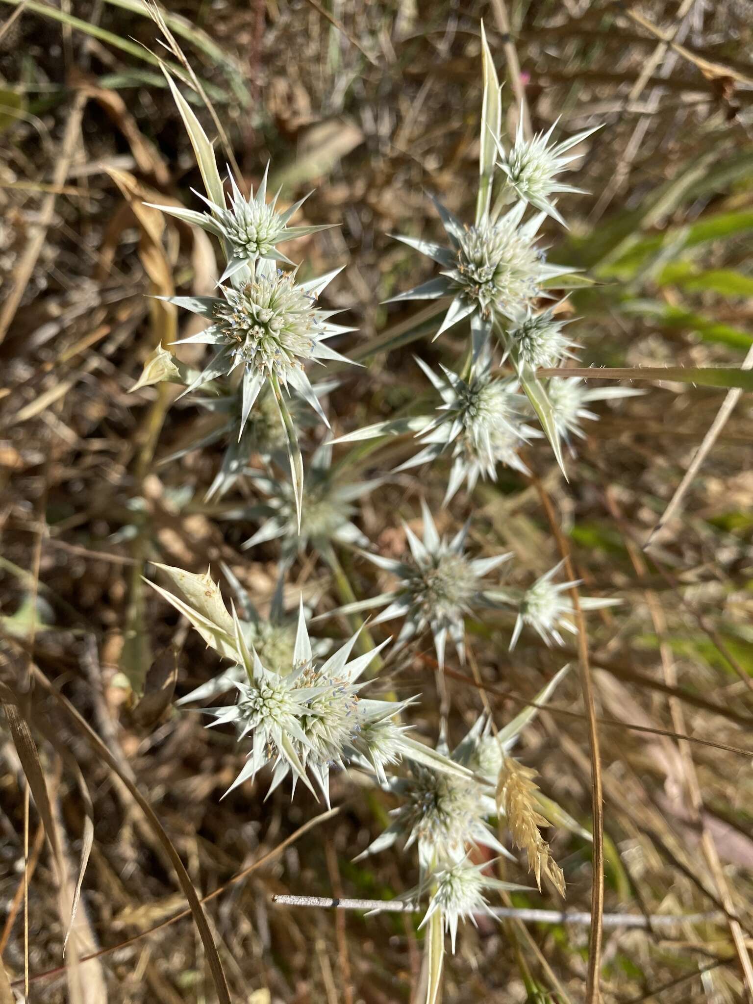 Image de Eryngium aristulatum Jepson