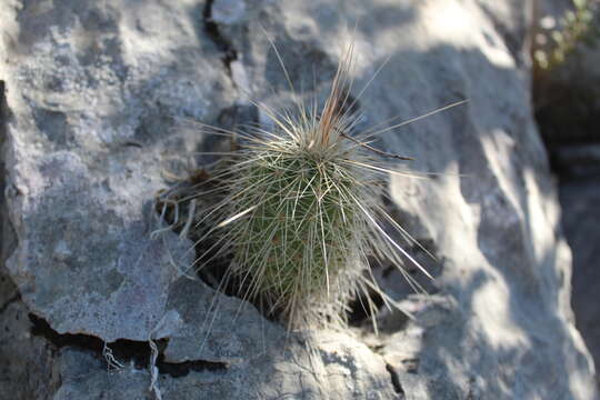 Image of Echinocereus longisetus (Engelm.) Rümpler