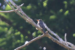 Image of Dark Pewee