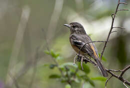 Image of White-winged Black Tyrant