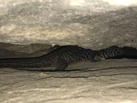 Image of Cunningham's skink