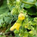 Image de Salvia campanulata Wall. ex Benth.