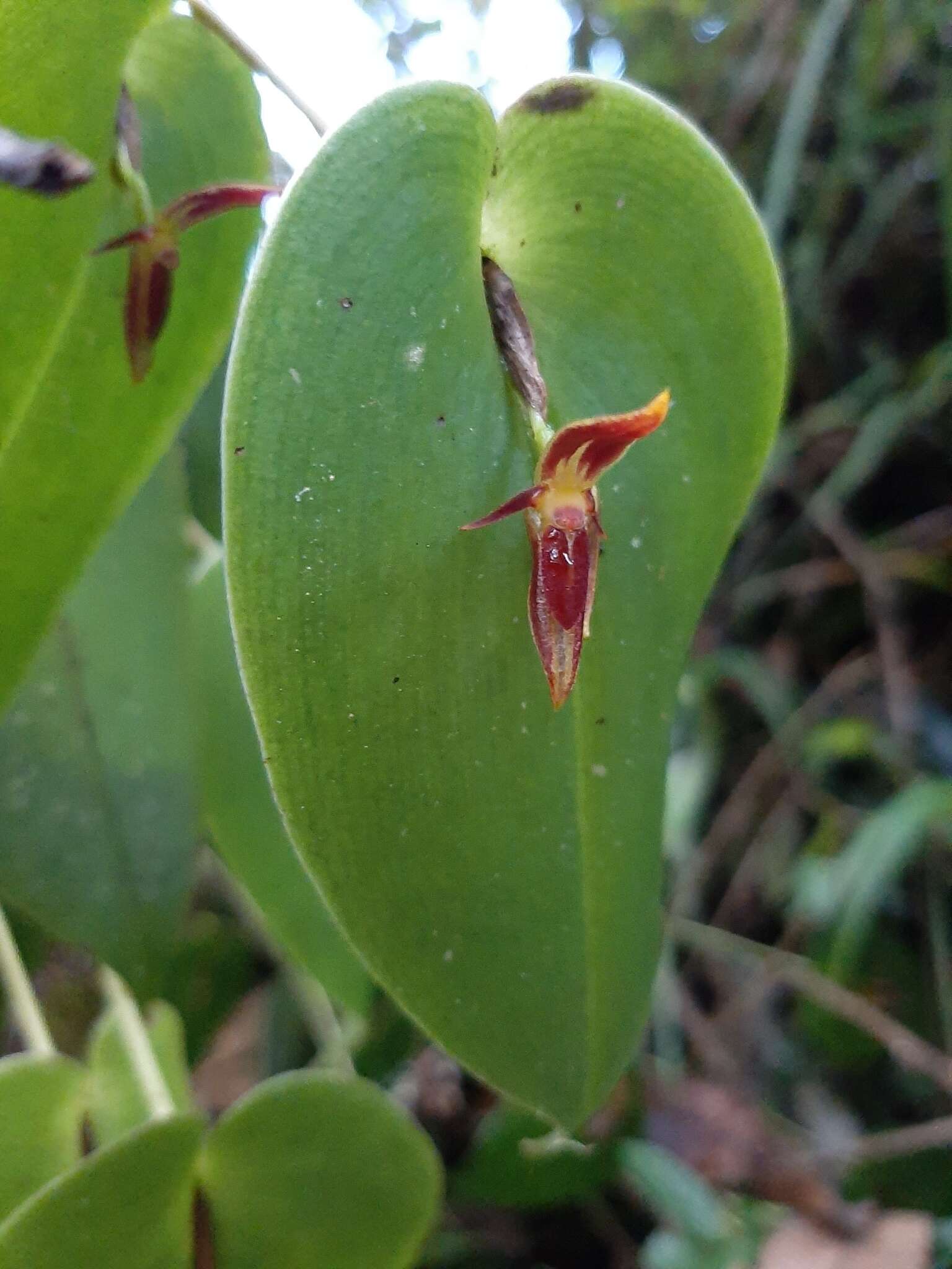 Image of Pleurothallis coriacardia Rchb. fil.