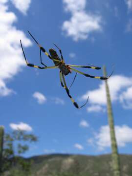 Imagem de Trichonephila clavipes (Linnaeus 1767)