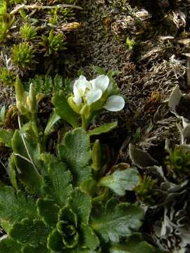 Imagem de Pachycladon crenatus