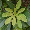 Image of Daphniphyllum calycinum Benth.