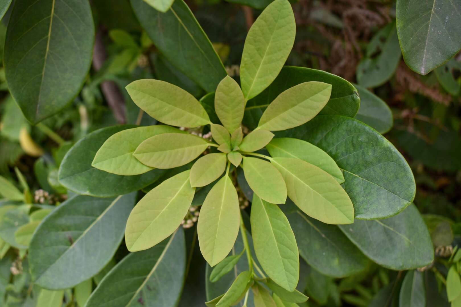 Image de Daphniphyllum calycinum Benth.