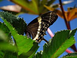 Image of Papilio garamas Geyer 1829