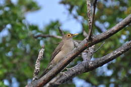 صورة Turdus nudigenis Lafresnaye 1848