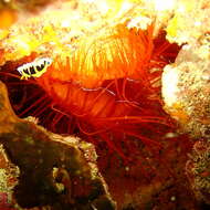 Image of Electric Flame Scallop