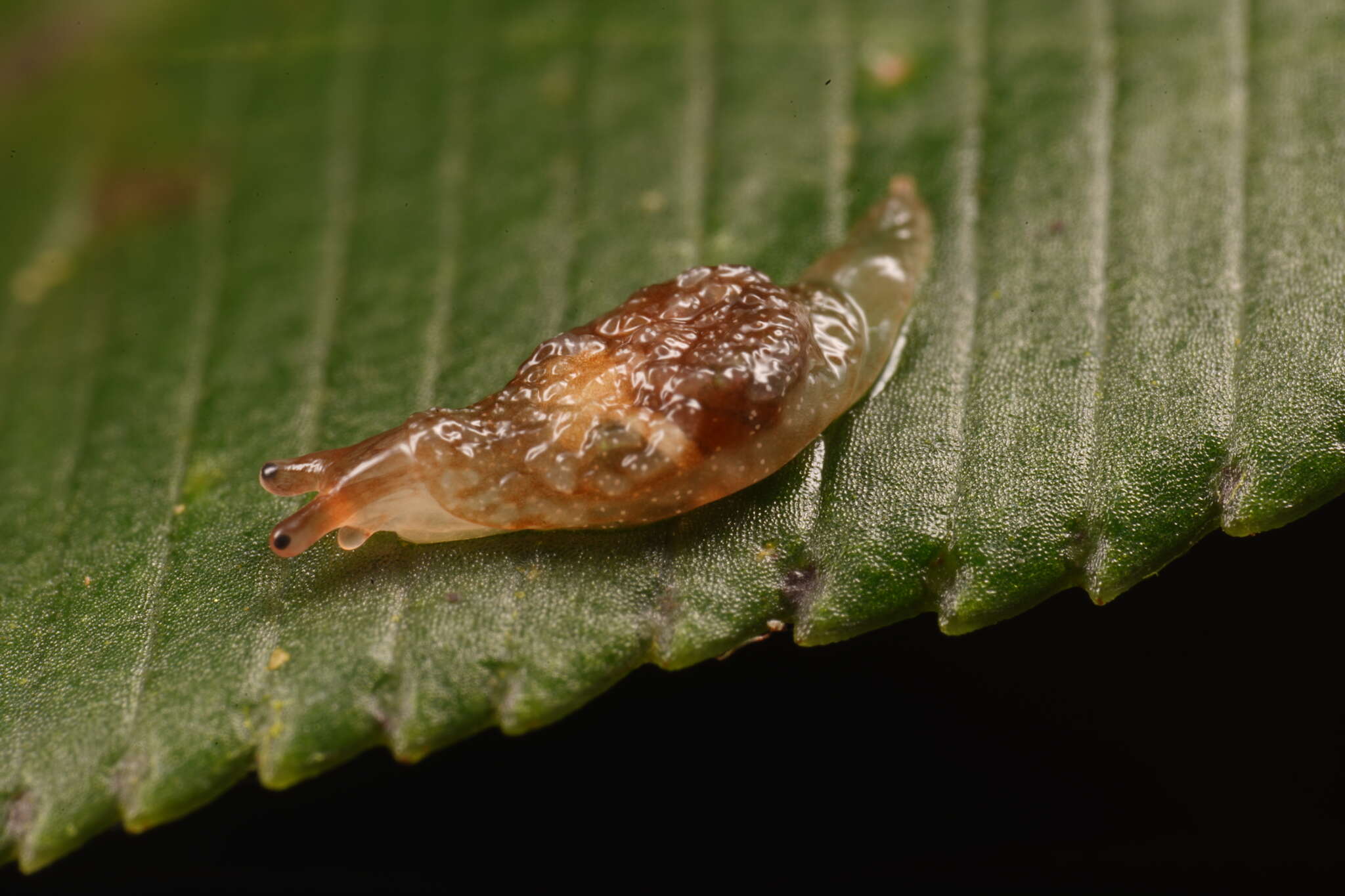 Image of Cystopelta bicolor Petterd & Hedley 1909