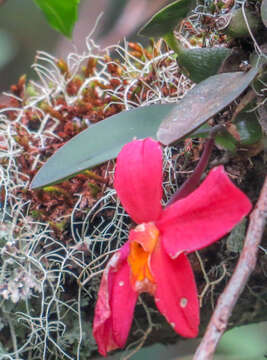 Image of Scarlet Cattleya