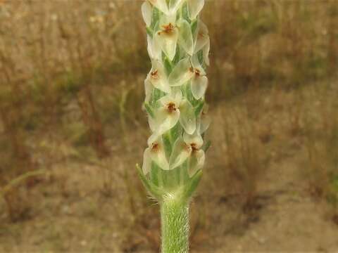 Imagem de Plantago wrightiana Decne.