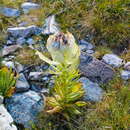 Image of Saussurea orgaadayi V. M. Khanminchun & I. M. Krasnoborov