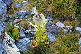 Image de Saussurea orgaadayi V. M. Khanminchun & I. M. Krasnoborov