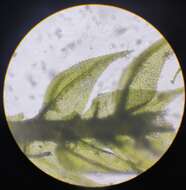 Image of Fern-leaved Hook Moss