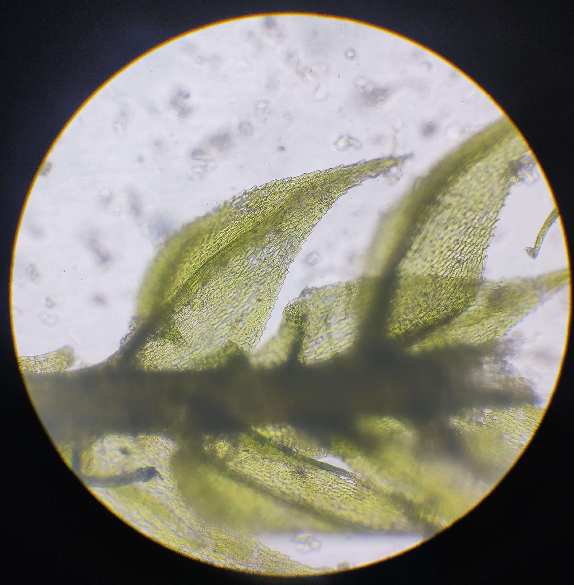 Image of Fern-leaved Hook Moss