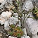 Image of Draba aizoides subsp. aizoides