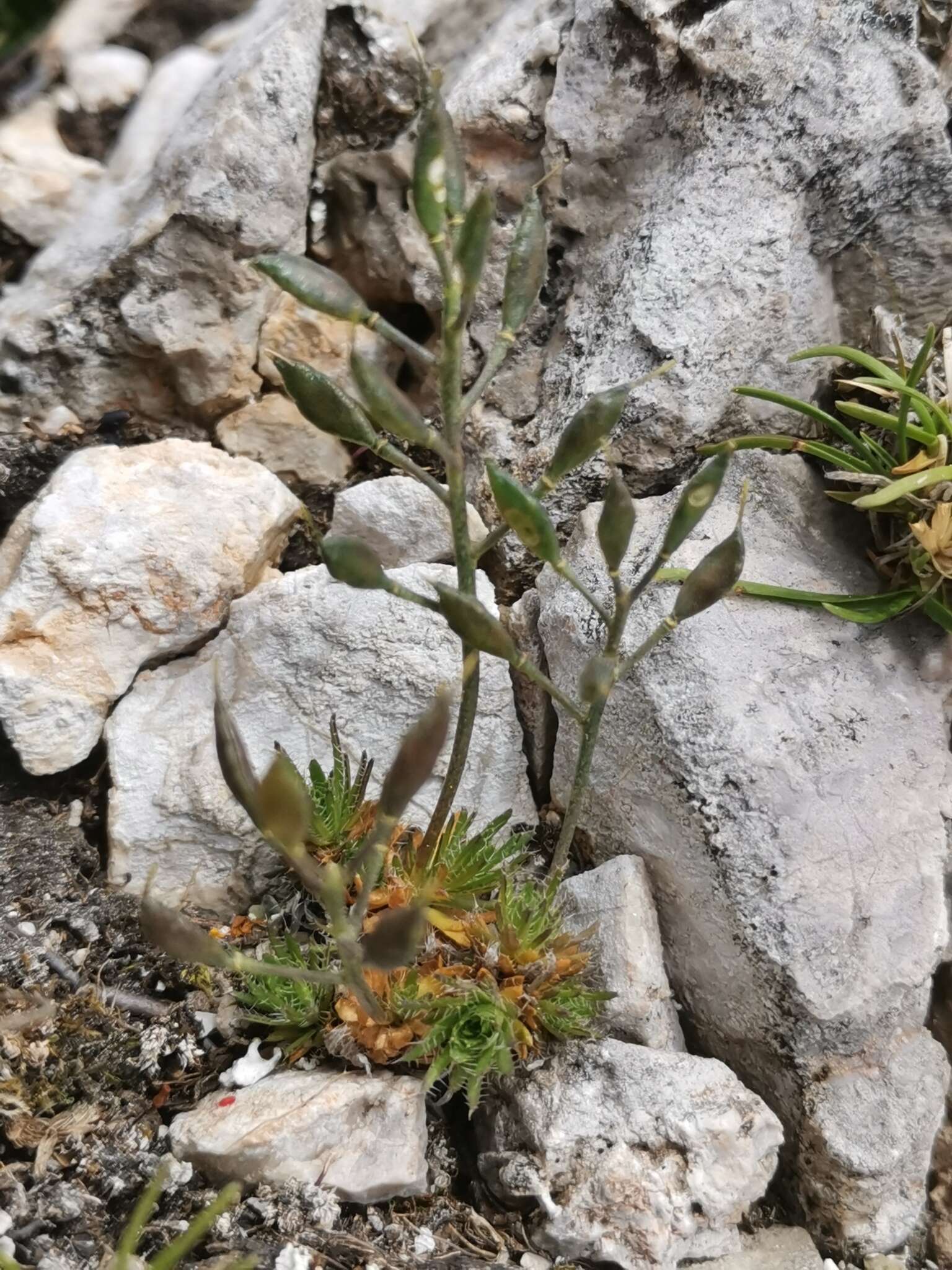 Image of Draba aizoides subsp. aizoides