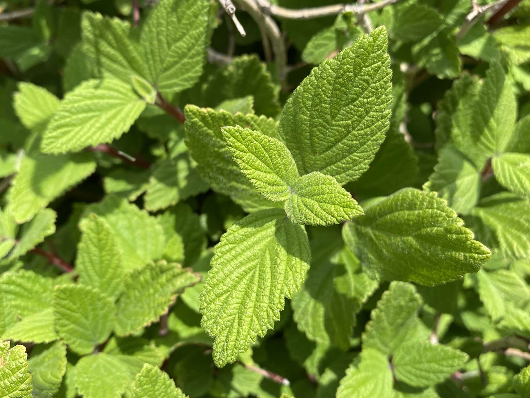 Image de Jamesia americana var. americana