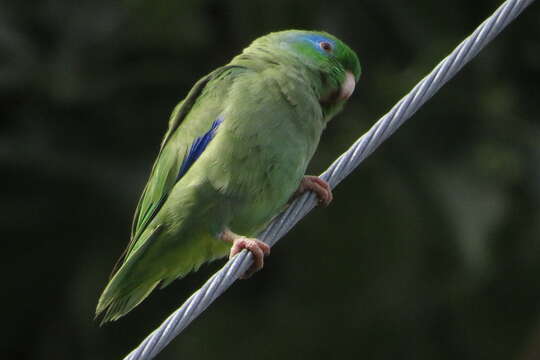 Image of Spectacled Parrotlet