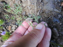 Image de Trifolium bifidum var. bifidum