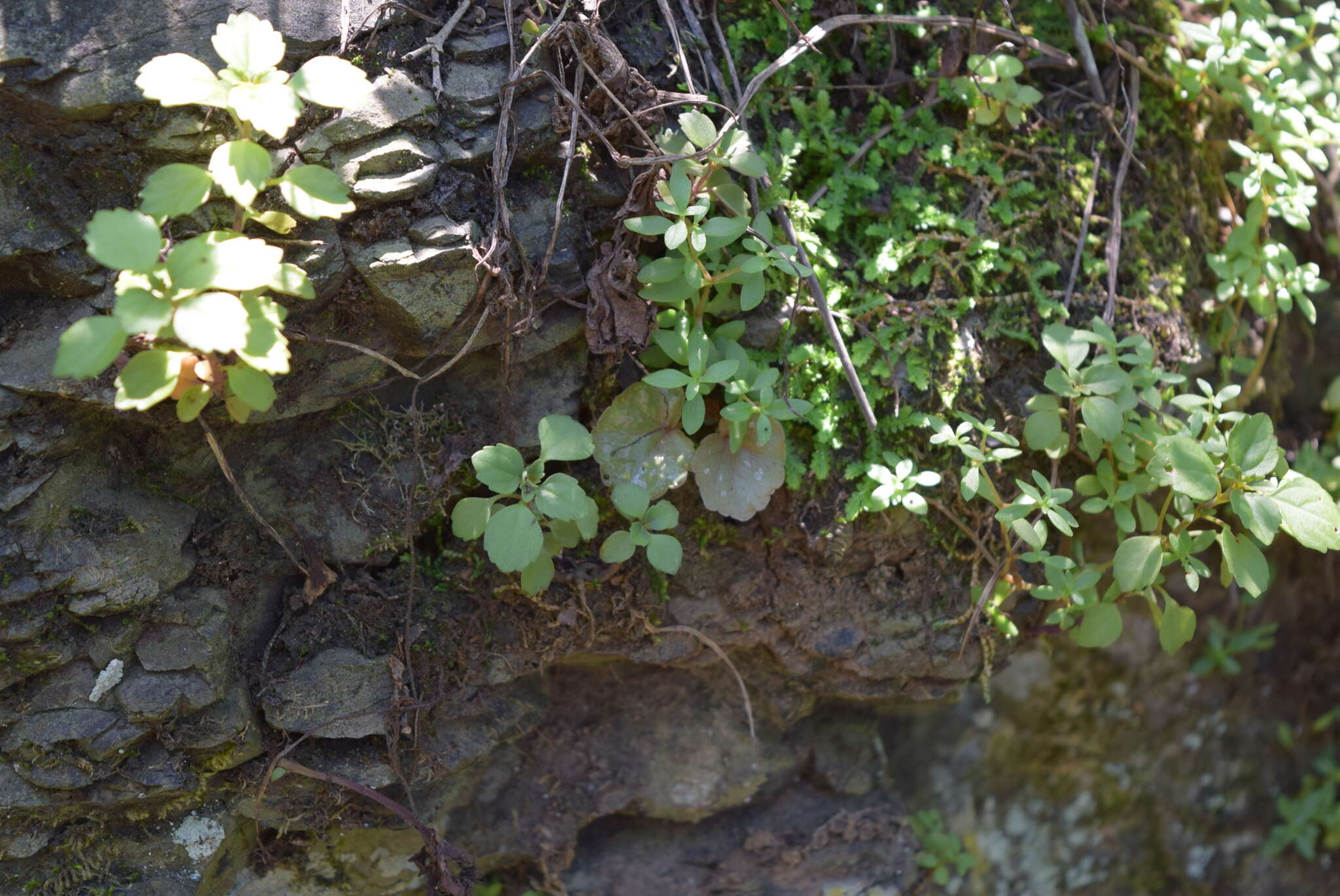 Слика од Begonia homonyma Steud.