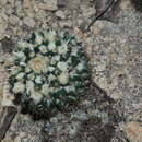 Image of Mammillaria karwinskiana subsp. beiselii (Diers) D. R. Hunt