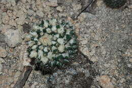 Image of Mammillaria karwinskiana subsp. beiselii (Diers) D. R. Hunt