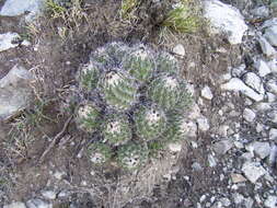 Image of Coryphantha durangensis subsp. durangensis