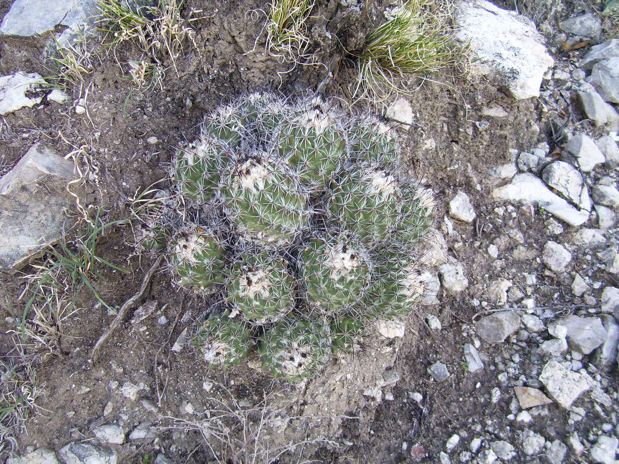 Image of Coryphantha durangensis subsp. durangensis
