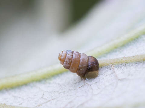 Image of Columella edentula (Draparnaud 1805)