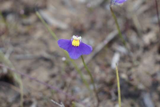 Image of Utricularia benthamii P. Taylor