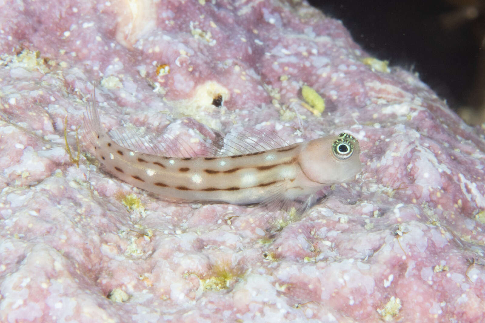 Image of Three-lined Blenny