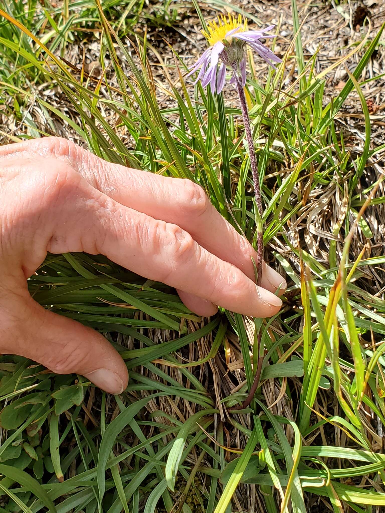 Image of tundra aster