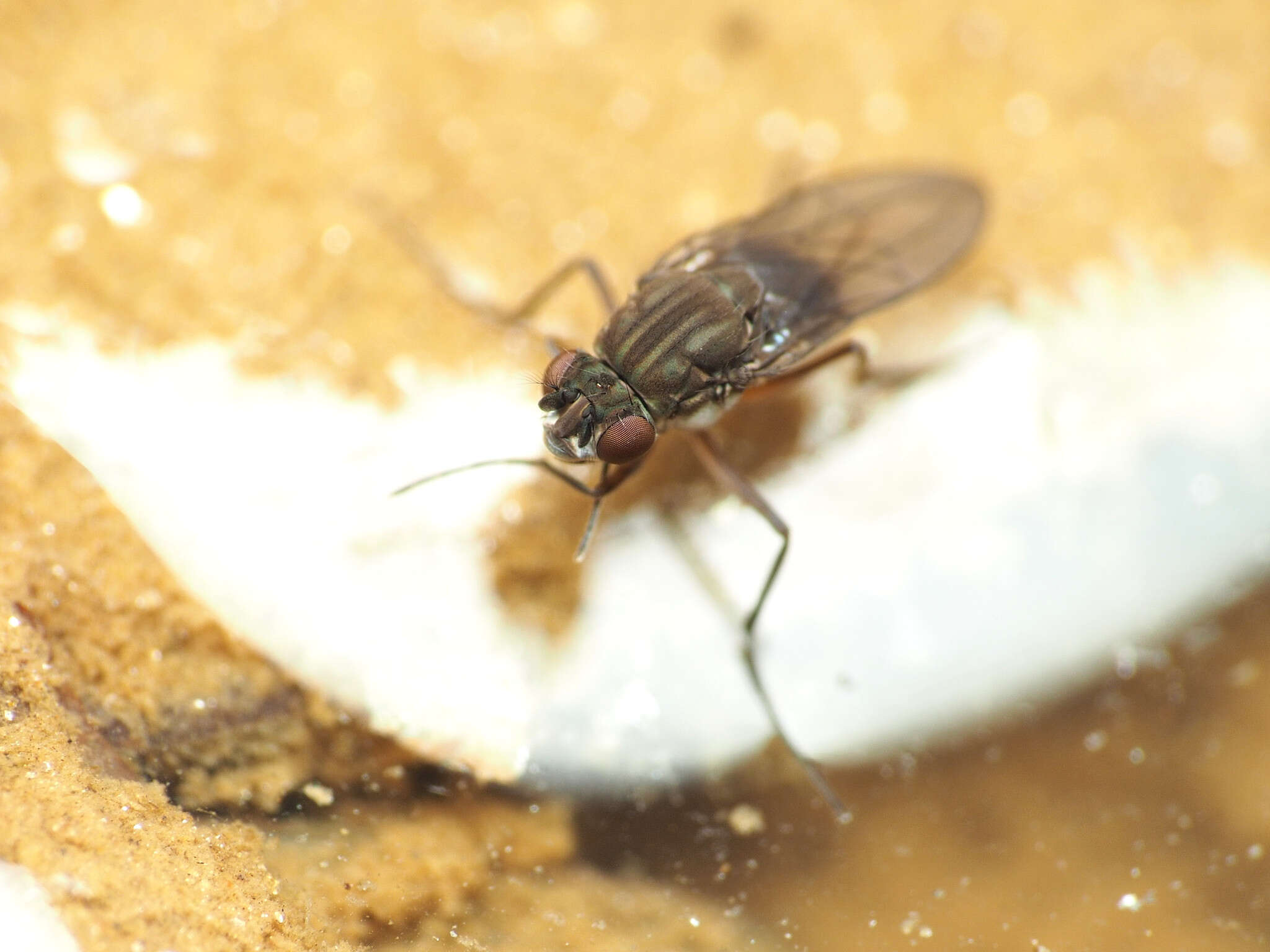 Image de Brachydeutera argentata (Walker 1853)