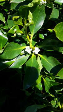 Image of Mousehole tree