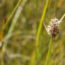 Image of Elegia asperiflora (Nees) Kunth