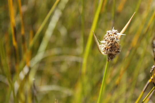 Image of Elegia asperiflora (Nees) Kunth