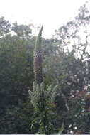 Image of Lobelia leschenaultiana (C. Presl) Skottsb.