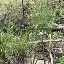 Image of Green False Deathcamas