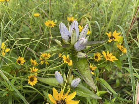 صورة Gentiana pallidocyanea J. S. Pringle