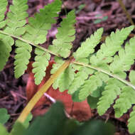 Image of bulblet bladderfern