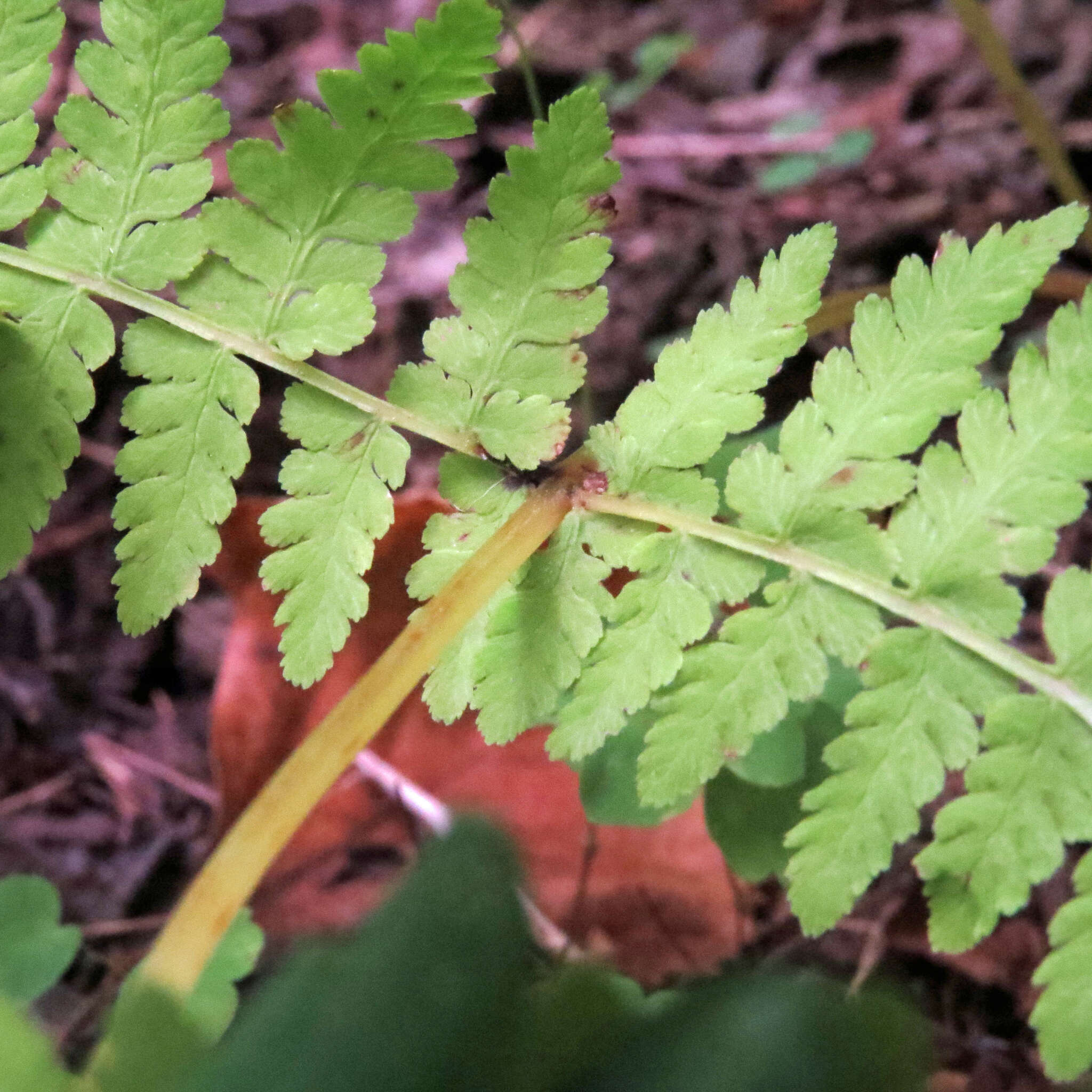 Sivun Cystopteris bulbifera (L.) Bernh. kuva