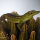 Imagem de Anolis callainus Köhler & Hedges 2020