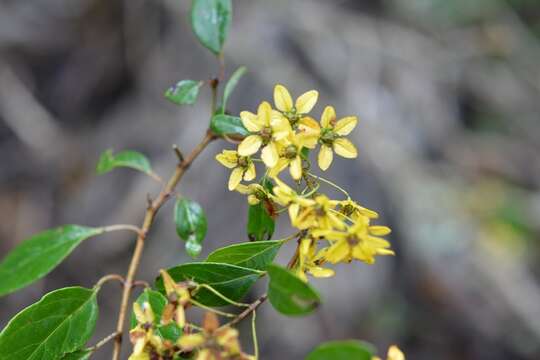 Image de Galphimia speciosa C. E. Anderson