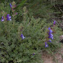 Image of Salvia pisidica Boiss. & Heldr. ex Benth.