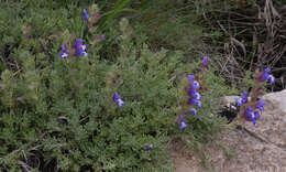 Image of Salvia pisidica Boiss. & Heldr. ex Benth.