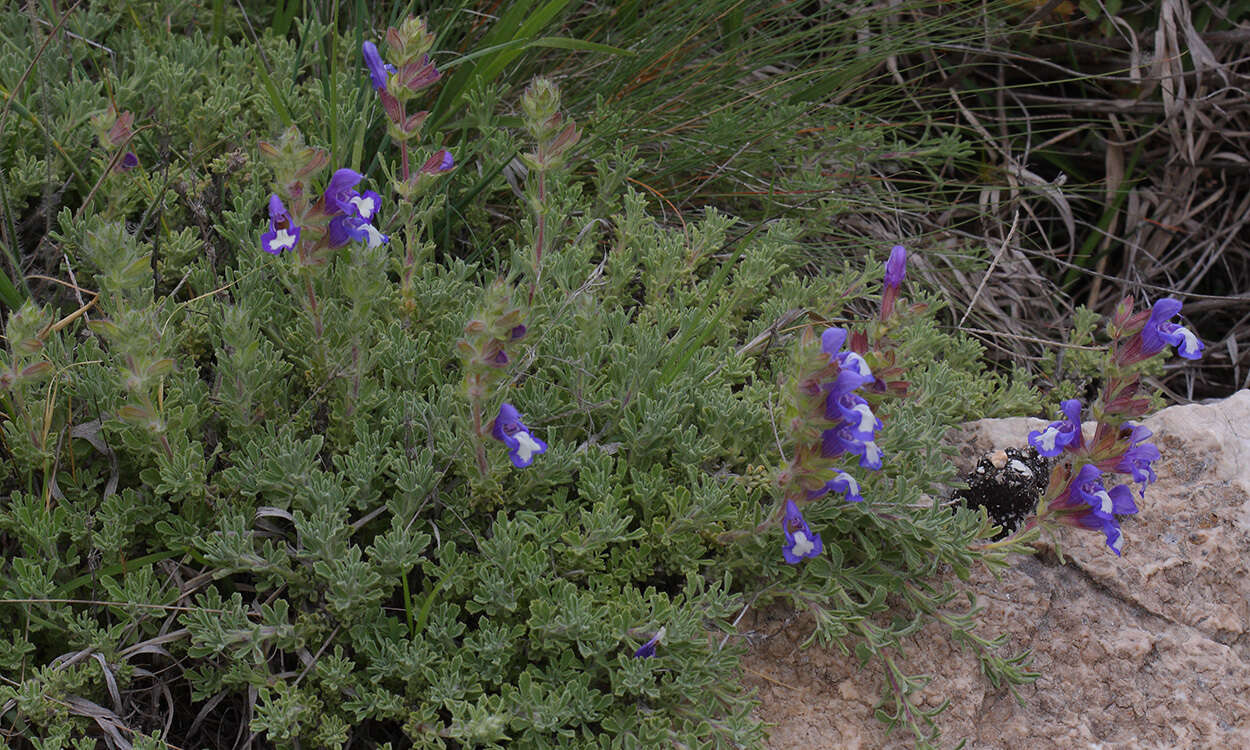 Image of Salvia pisidica Boiss. & Heldr. ex Benth.