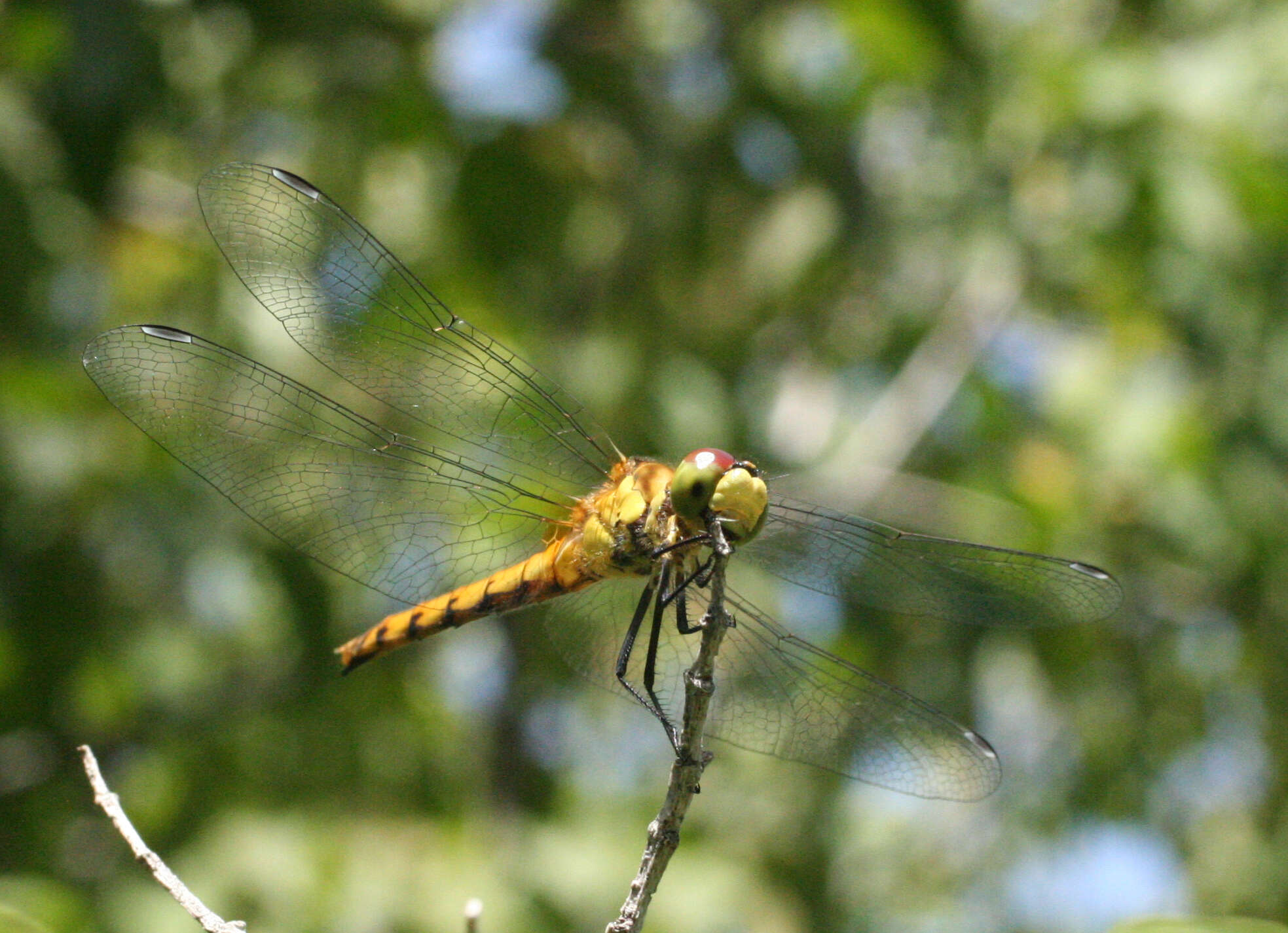 Sympetrum cordulegaster (Selys 1883) resmi